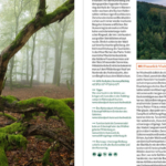 Buch Deutsche wälder